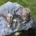 Ellipsocephalus hoffi
